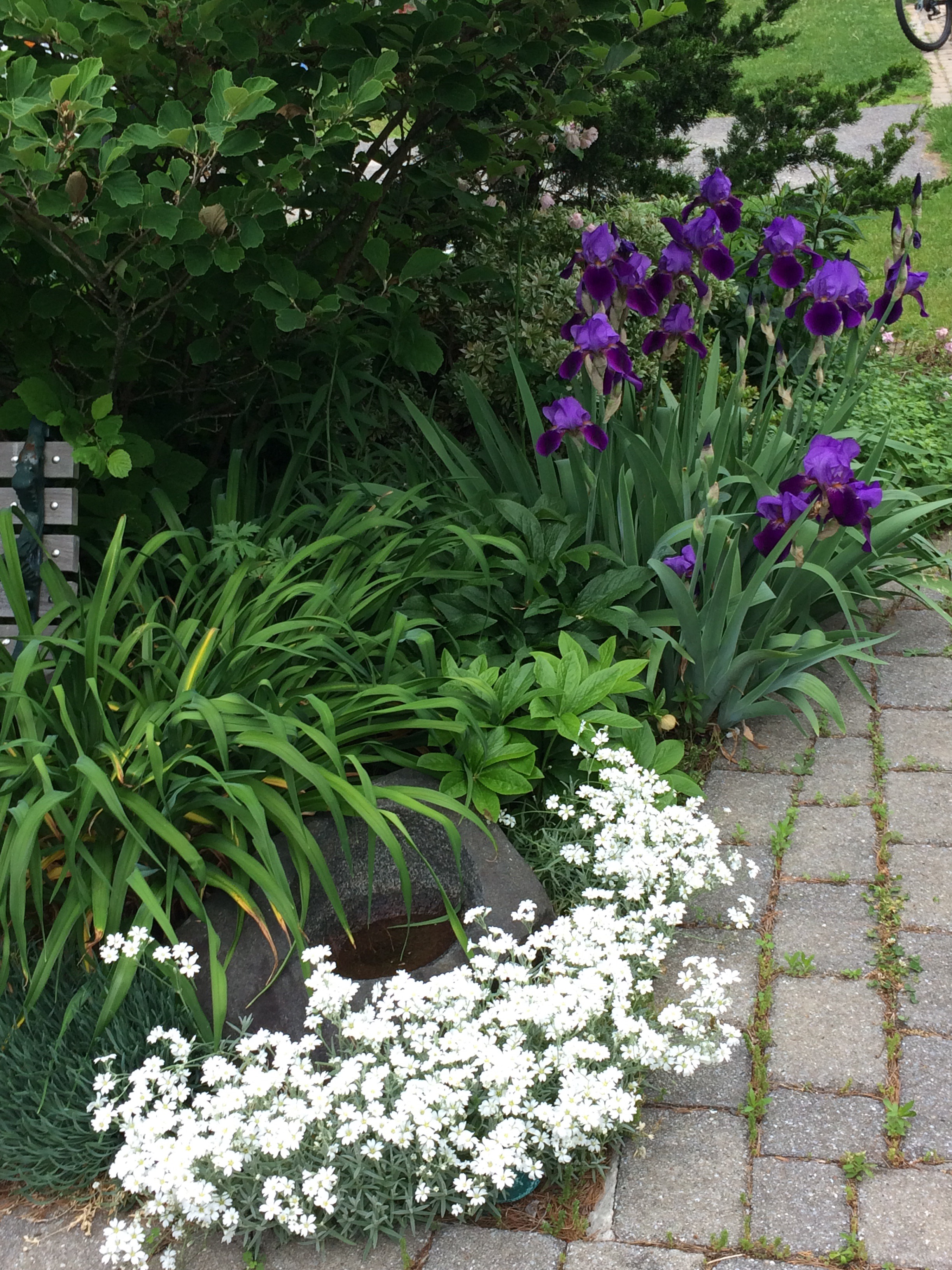 Gardening at Dawn on a Summer-Like Day
