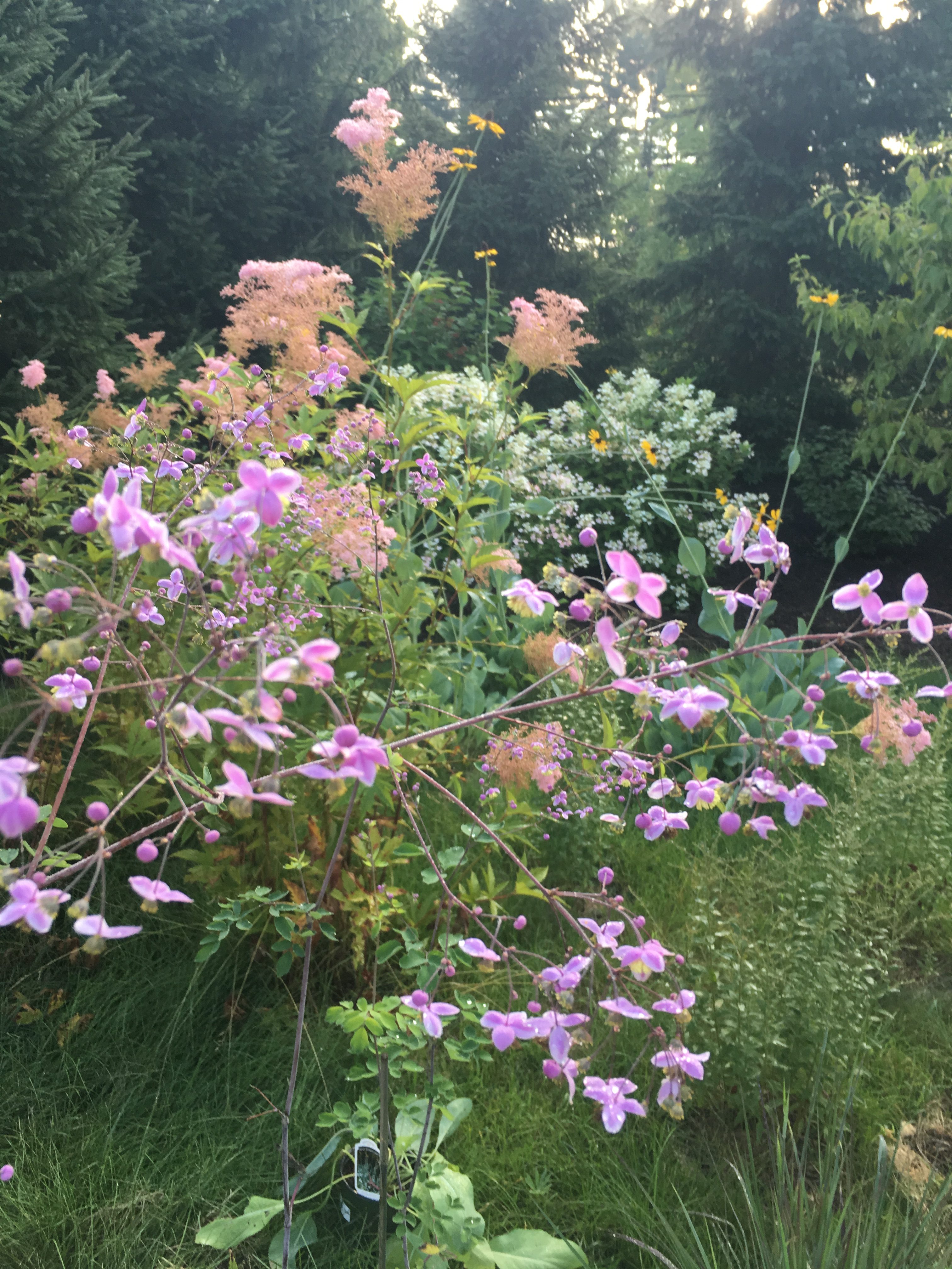 Farm House Meadow & Borders