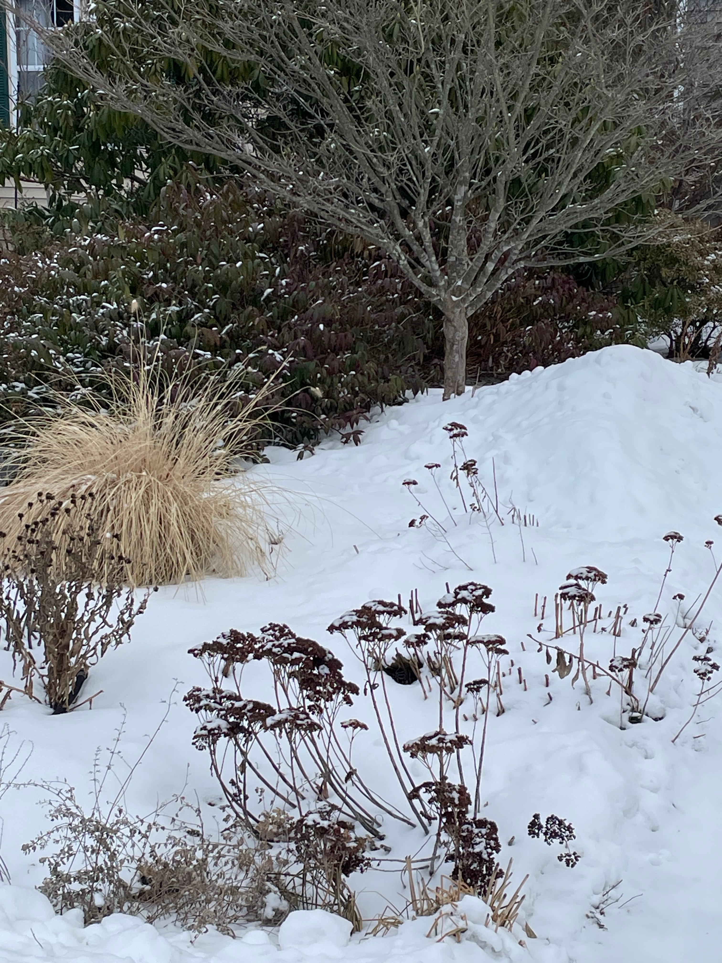 Come learn with me! Reimagining entry gardens: designing for winter. New start date 3/11