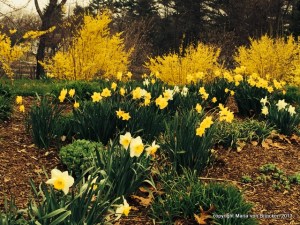 Yellow and White Daffodils add cheer and hope