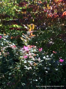 Rosa 'Knock-Out' deep pink with fall foliage color Viburnum mariesii